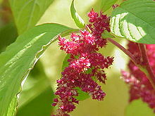 Amaranth Protein