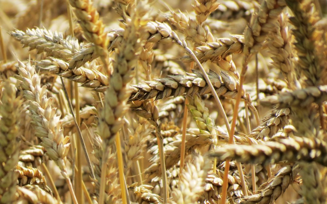 Barley Grass 